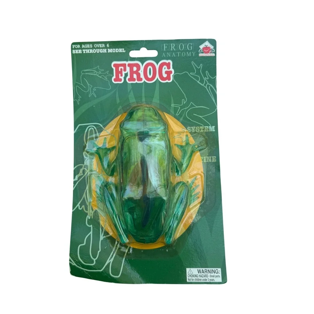Educational Frog Anatomy See Through Model Translucent Green‎ Biology Toy STEM